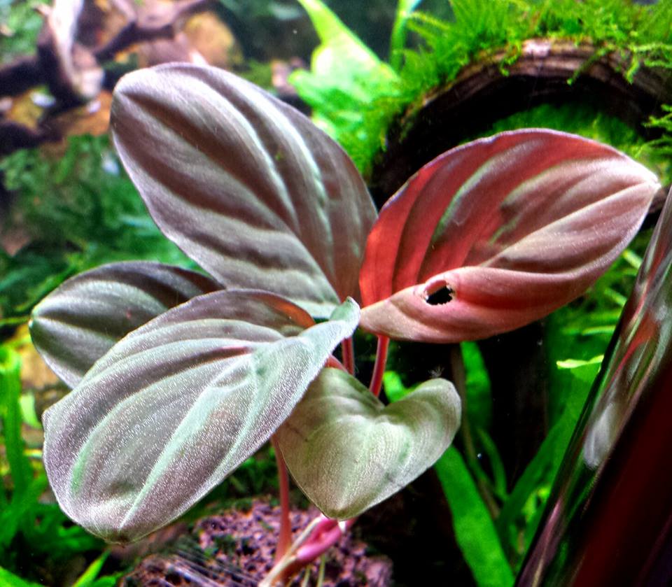 Homalomena sp. Mt.Besar aquarium plant | AquaTank Rare